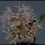 Monardella odoratissima Flor