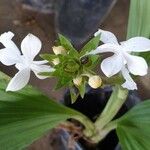 Calanthe triplicata Листок