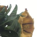 Solandra maxima Flor