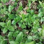 Origanum rotundifolium Leaf