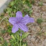 Ruellia nudiflora 花