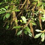 Cyrilla racemiflora Habitat