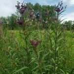 Vernonia fasciculata Hábito