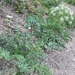 Laserpitium gallicum Habit