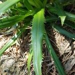 Eryngium agavifolium ഇല