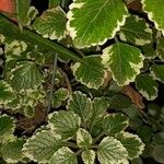 Plectranthus madagascariensis 葉