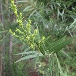 Freylinia lanceolata പുഷ്പം