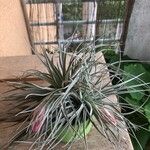 Tillandsia pohliana 葉