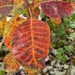 Cotinus obovatus Folha