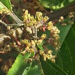 Callicarpa americana Fruit