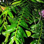 Dendrobium pseudoglomeratum Yaprak