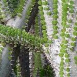 Alluaudia ascendens Corteza