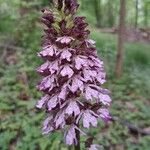 Orchis purpureaКветка