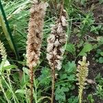 Liatris pycnostachya Fruto