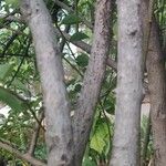 Gmelina philippensis Kora