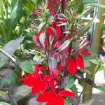 Lobelia cardinalis Kwiat