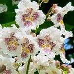 Catalpa ovata മറ്റ്