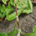 Persicaria capitata Bark