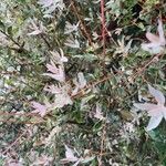 Salix integra Leaf