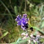 Muscari matritense Flower