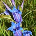 Gentiana asclepiadeaFlower