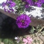 Glandularia tenera Flower