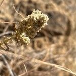 Teucrium capitatum Flors