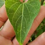 Cynanchum laeve Leaf