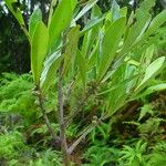 Myrsine asymmetrica Συνήθη χαρακτηριστικά