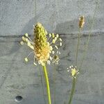 Plantago argentea Fula