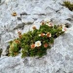 Potentilla clusiana Blad