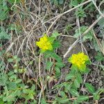 Euphorbia verrucosa Flower