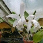 Cattleya intermedia Květ