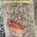 Miconia poeppigii Bark