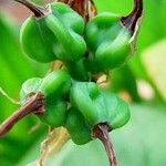 Hymenocallis liriosme फल