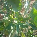 Nicotiana glauca Blad