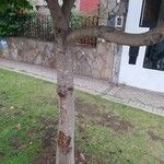 Rhus succedanea Rusk
