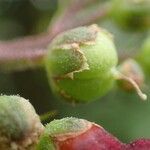 Scrophularia auriculata Fruit