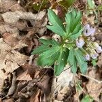 Cardamine concatenata 葉