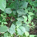 Hylodesmum glutinosum Leaf