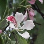 Bauhinia monandra Fiore