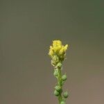 Neslia paniculata Flower