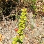 Sideritis montana Flower