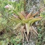 Tillandsia complanata पत्ता