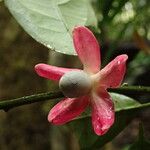 Heisteria parvifolia Blüte