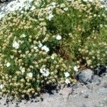 Argyranthemum tenerifae叶