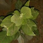 Calotropis gigantea Leaf