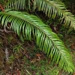 Blechnum orientale Hábito