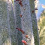 Cleistocactus strausii Bark