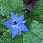 Borago officinalisBlüte